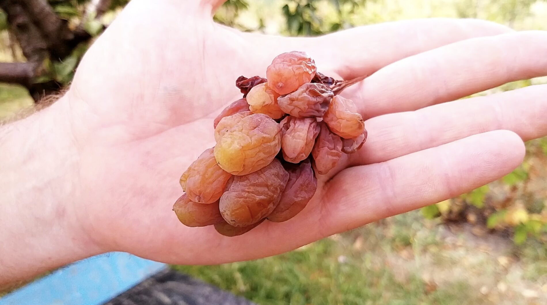 Садівники розповіли, яка хвороба загрожує врожаю винограду