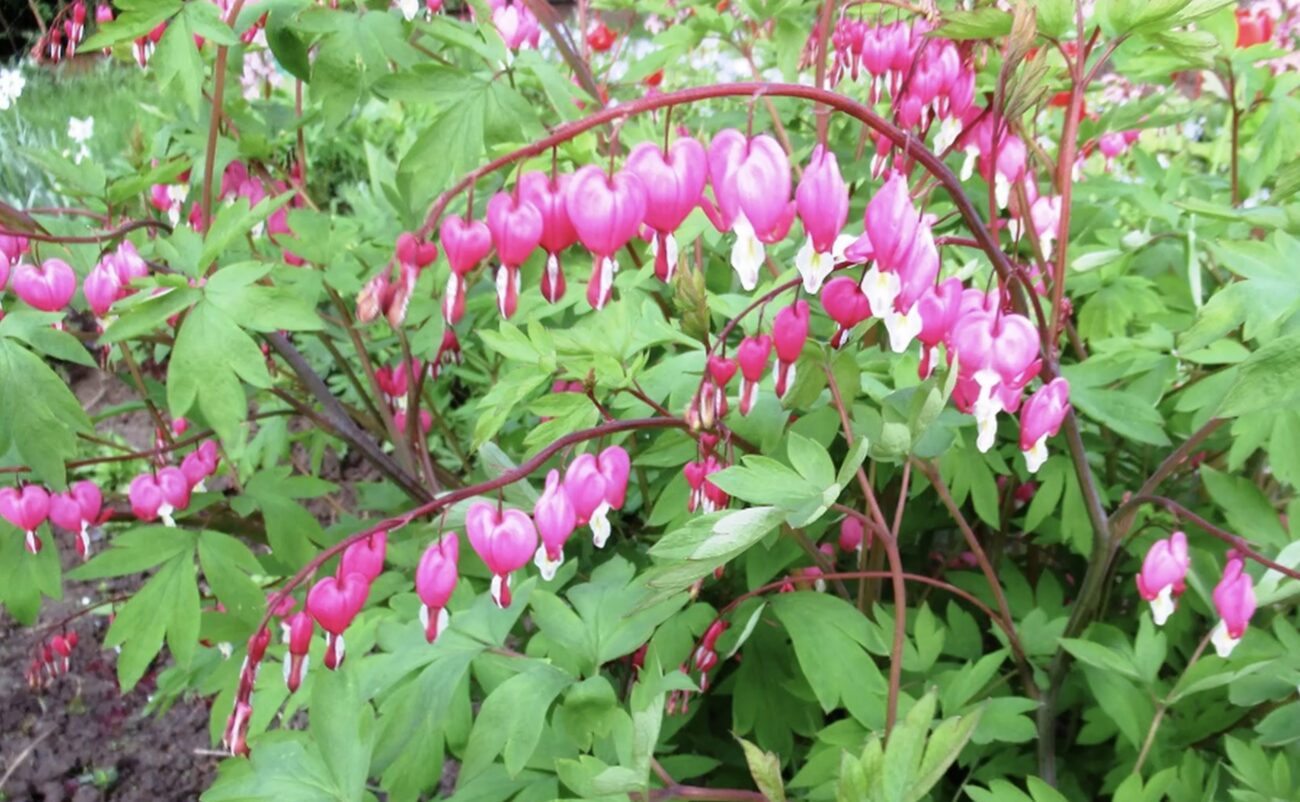 Садівники поділилися назвою розкішного багаторічника