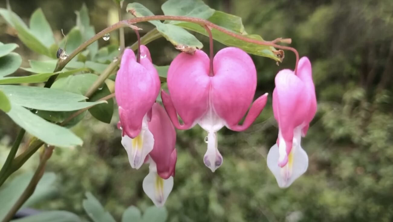 Садівники поділилися назвою розкішного багаторічника