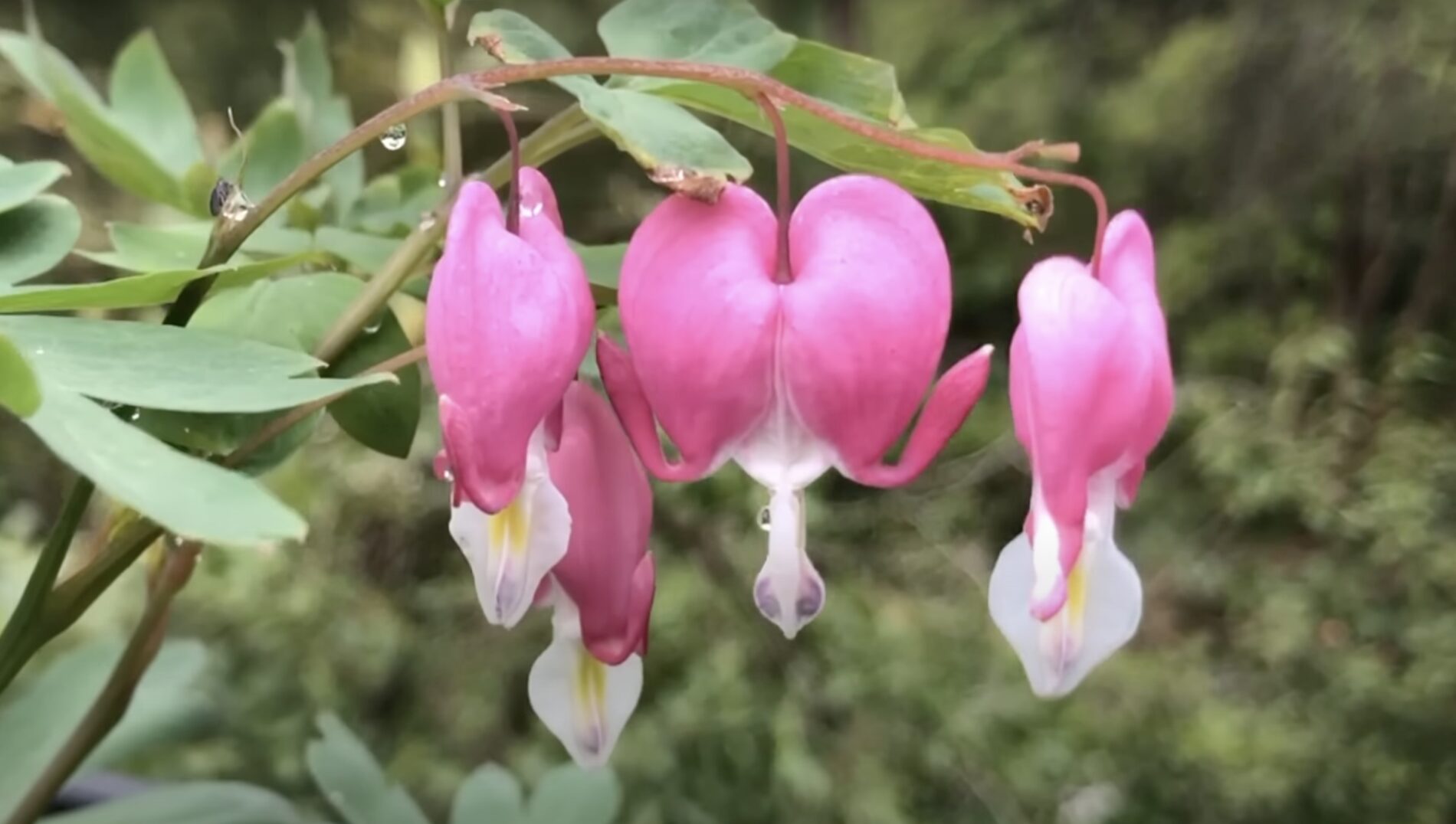Садівники поділилися назвою розкішного багаторічника