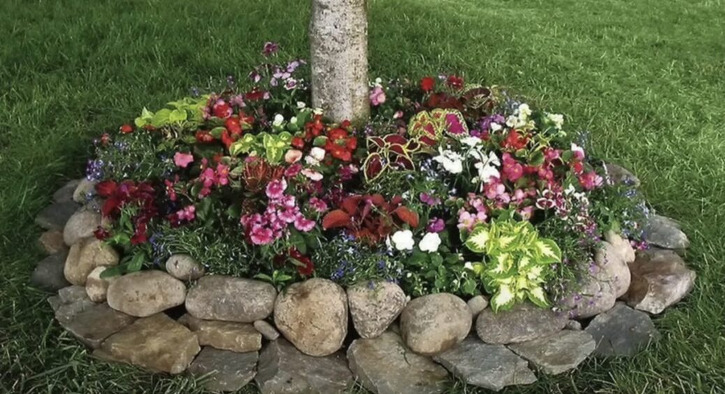 Посадила квіти у пристовбурних колах дерев – і маю користь 2 в 1: покращується врожайність і естетика саду 