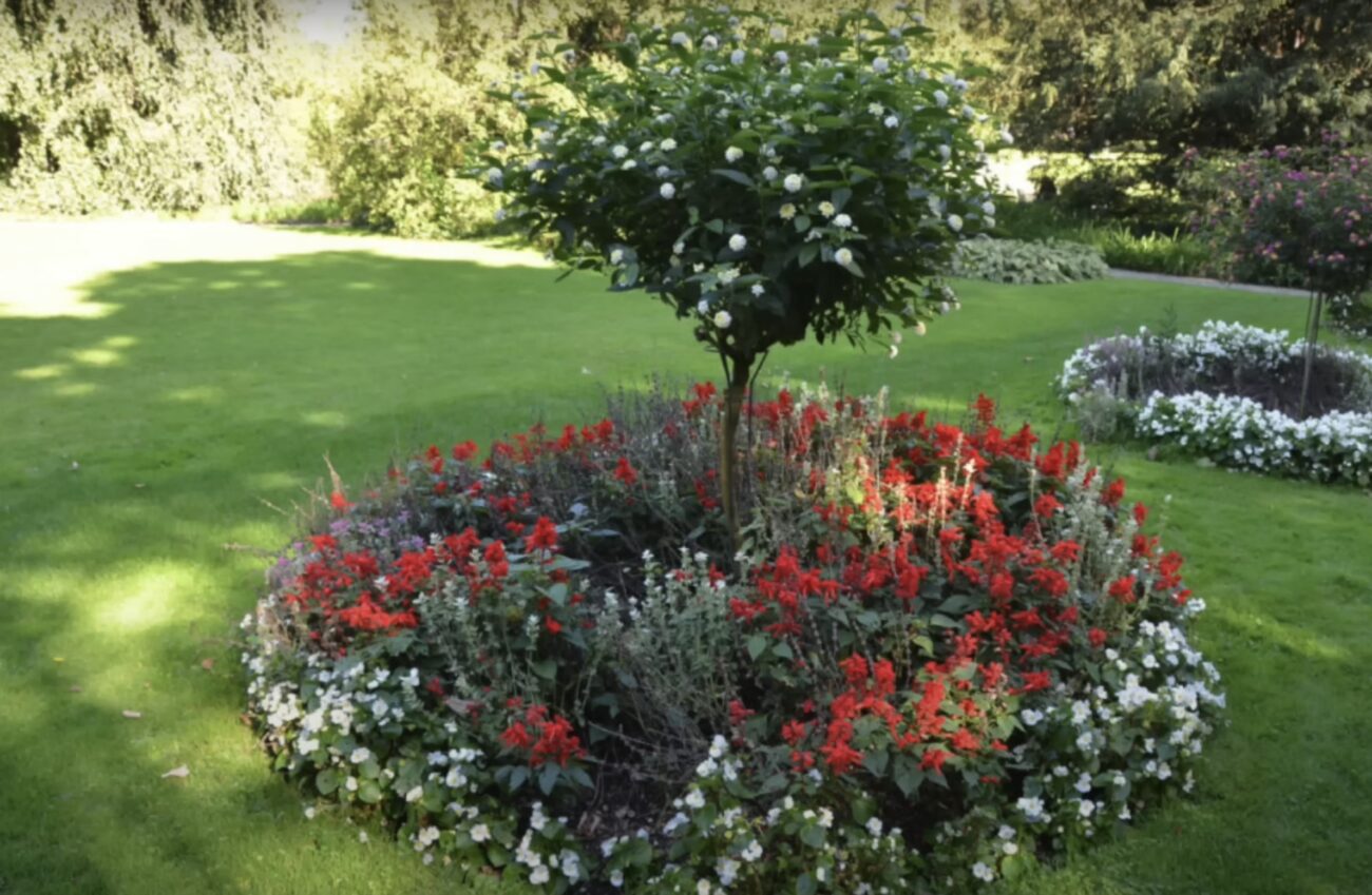 Садівники пояснили важливість вирощування рослин в пристовбурних колах дерев 