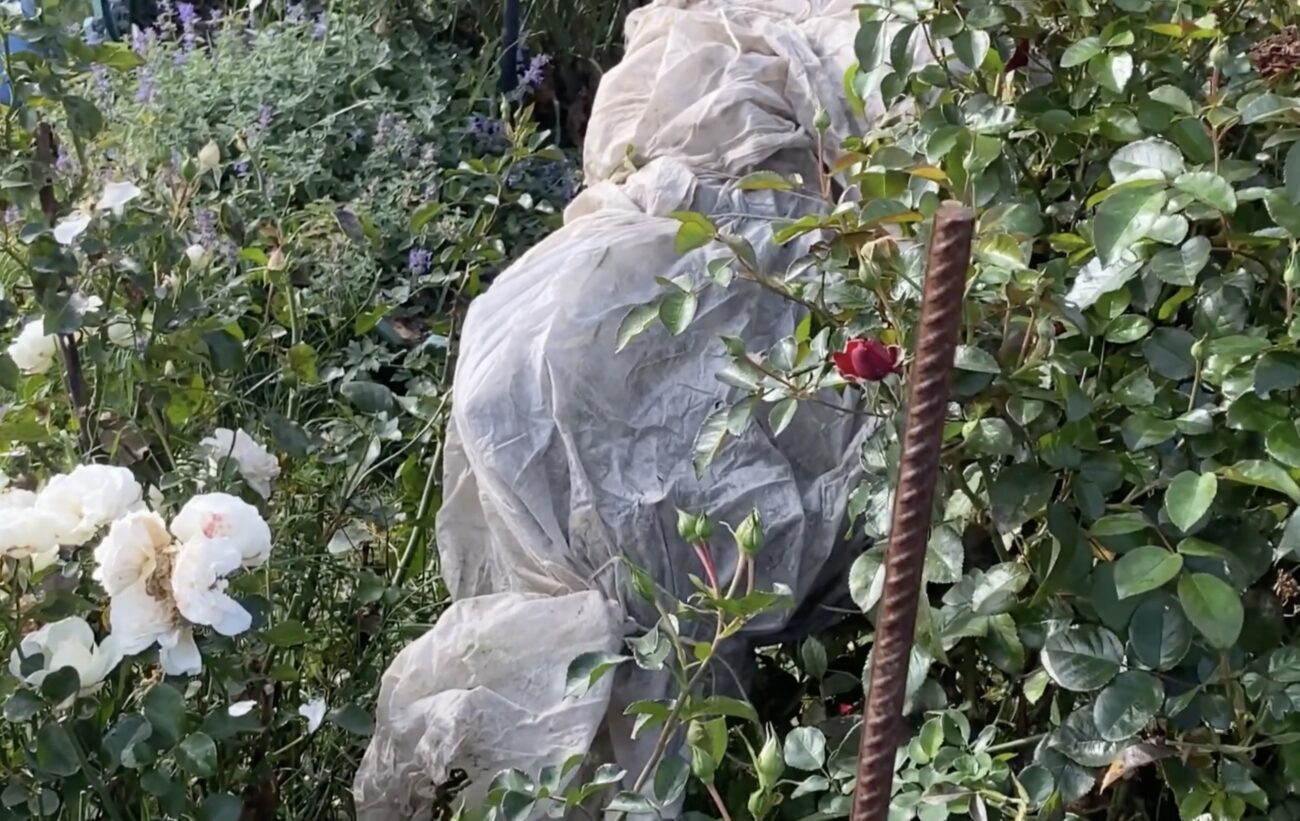 Садівники розповіли, які троянди потрібно укрити на зиму