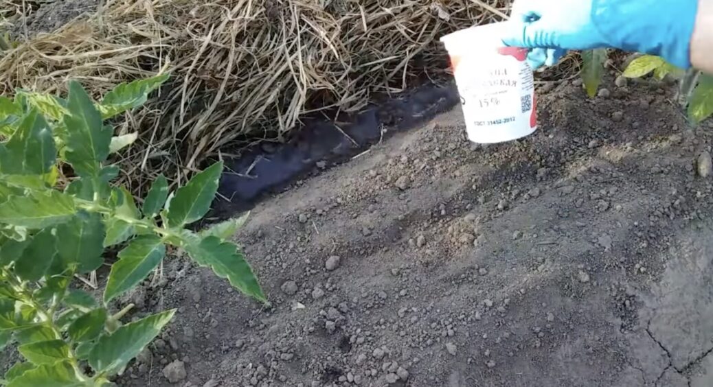 З осені проливаю грядки 1 літром настою з часнику: навесні бур’яни навіть не показуються, земля стає пухкою 