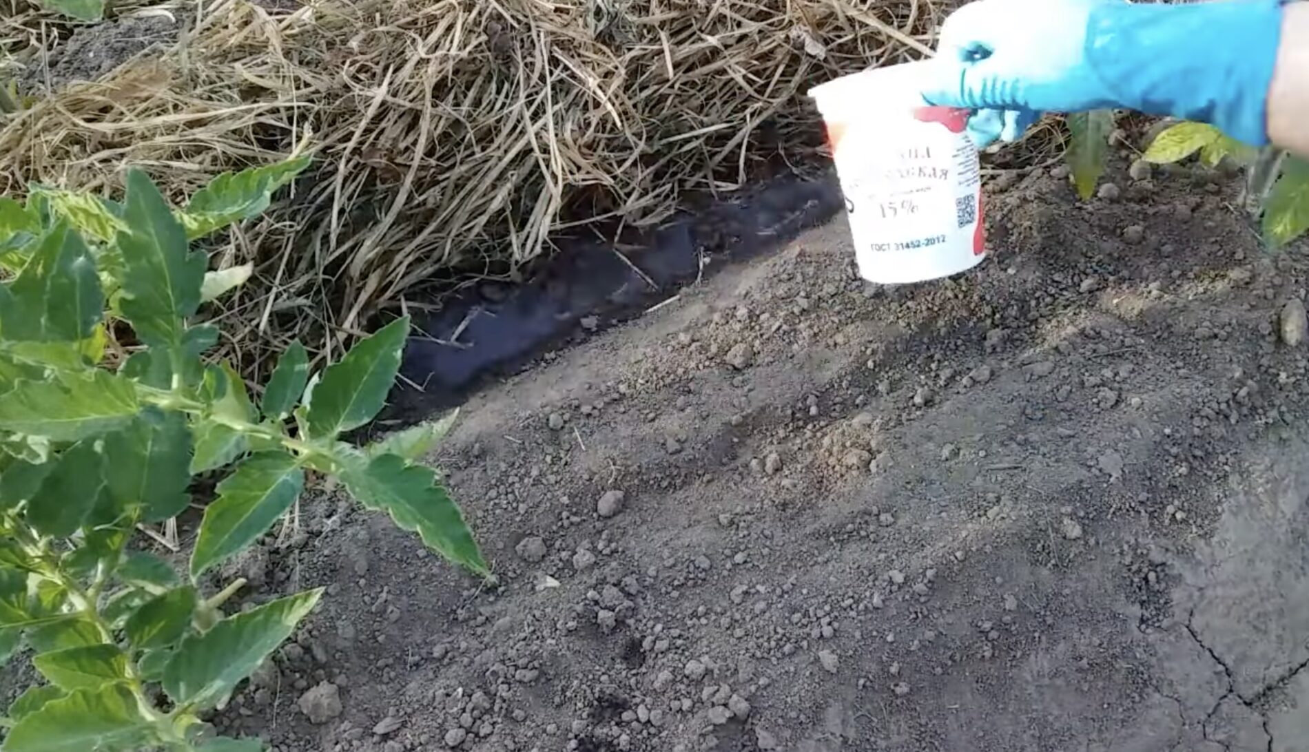 Городники розповіли, як часниковий настій готує грядки до сезону