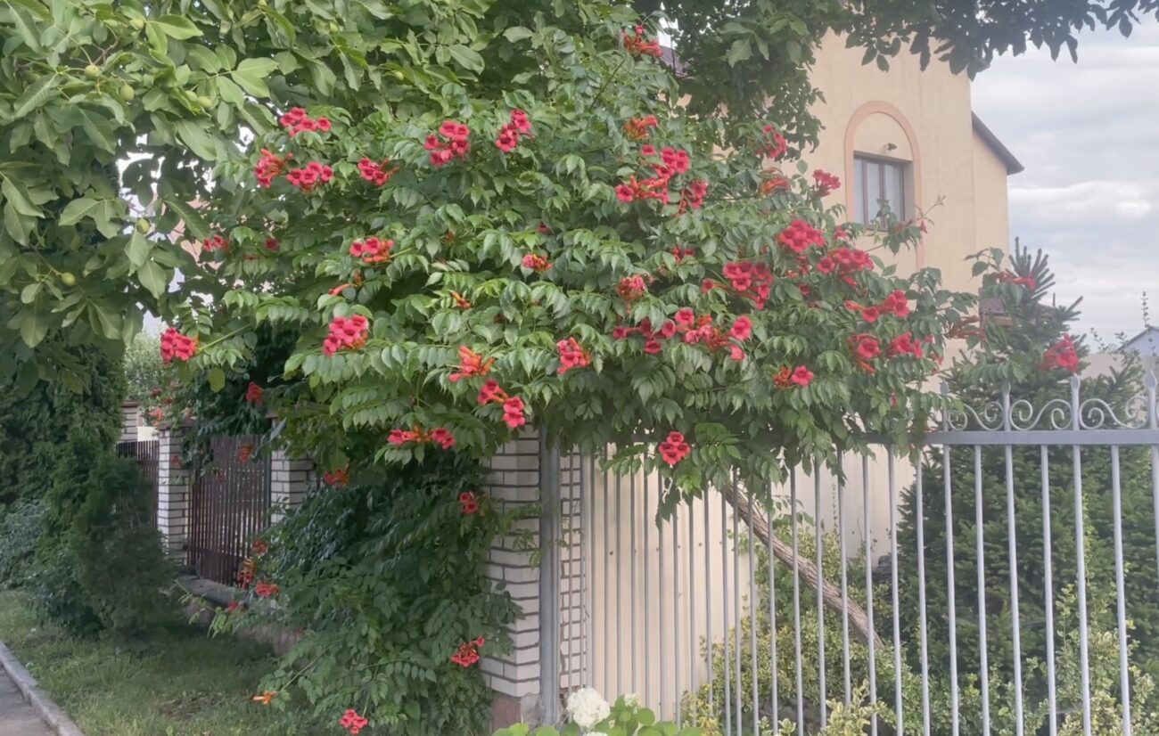 Садівники розповіли, яка квітка шкодить іншим рослинам у саду