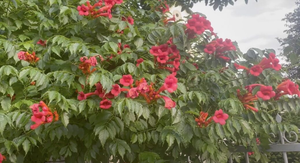 Такої “підстави” від цієї квітки я не очікувала: одна рослина знищила весь мій сад буквально за 1 рік 