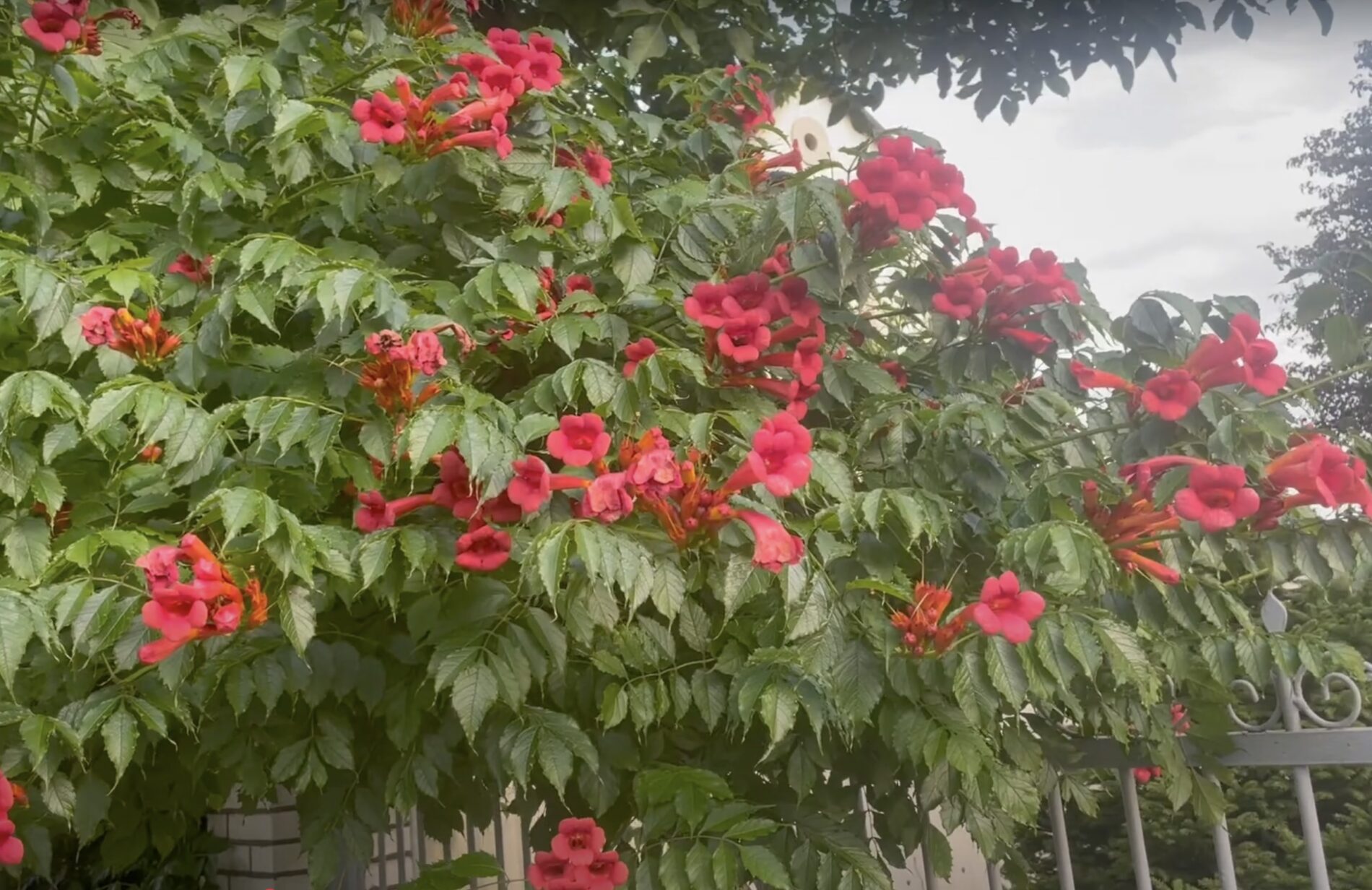 Садівники розповіли, яку квітка шкодить іншим рослинам у саду