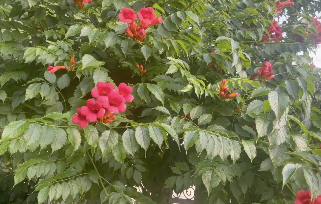 Садівники розповіли, яка квітка шкодить іншим рослинам у саду