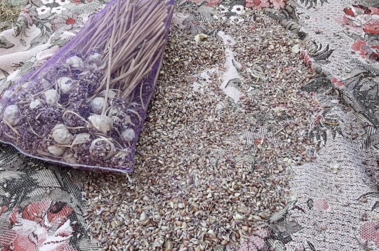 Городники поділилися двома найкращими способами посіву озимого часнику 