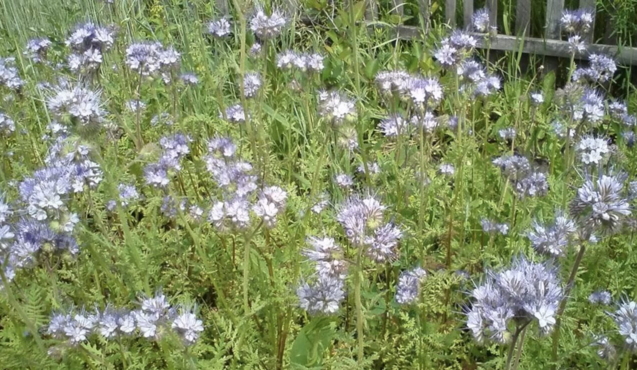 Городники розповіли, чим засіяти грядки після збору картоплі й томатів
