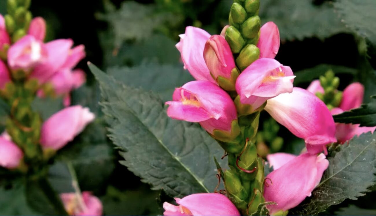 Садівники розповіли, яка рослина активно набирає популярності серед дачників
