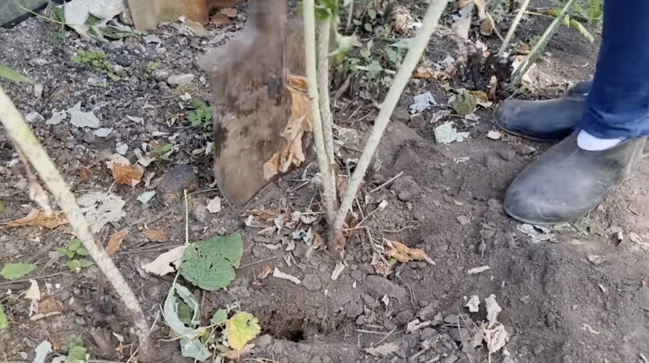 Городники розповіли, як захистити малину від міцних морозів 