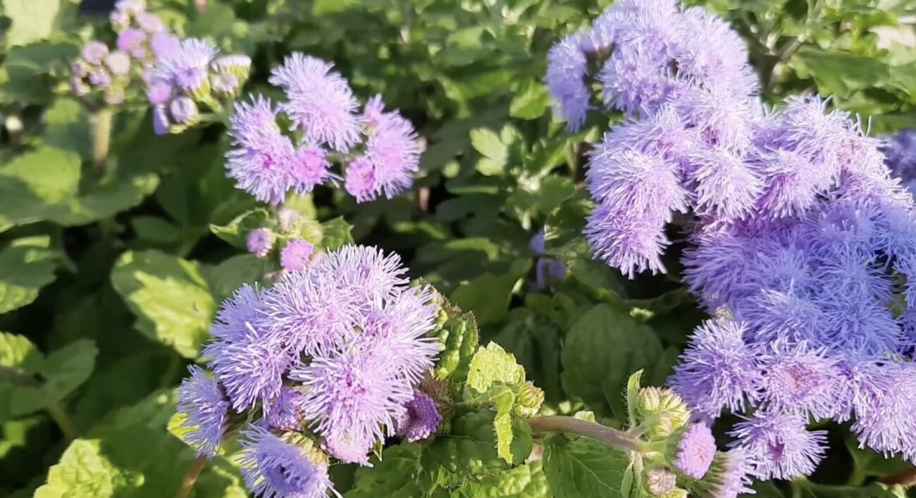 Садівники назвали квітку, яка відлякує білокрилку