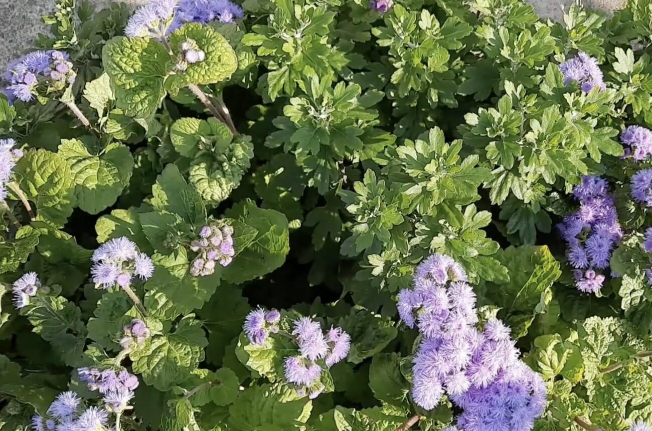 Садівники назвали квітку, яка відлякує білокрилку