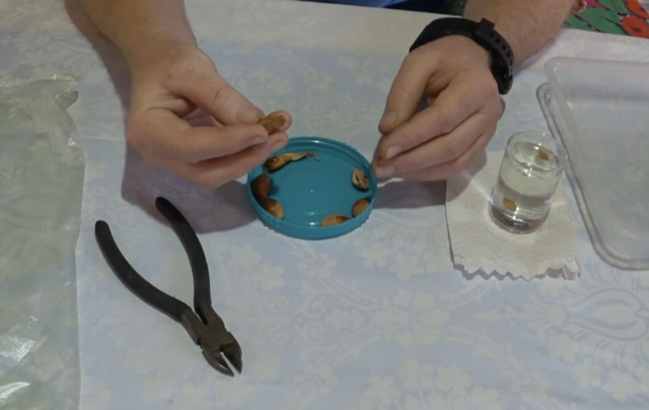 Садівники розповіли, як виростити сливове дерево з кісточки 