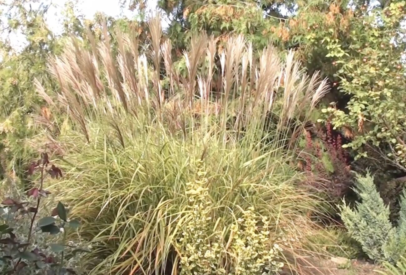 Садівники назвали рослини, які не варто вирощувати у саду