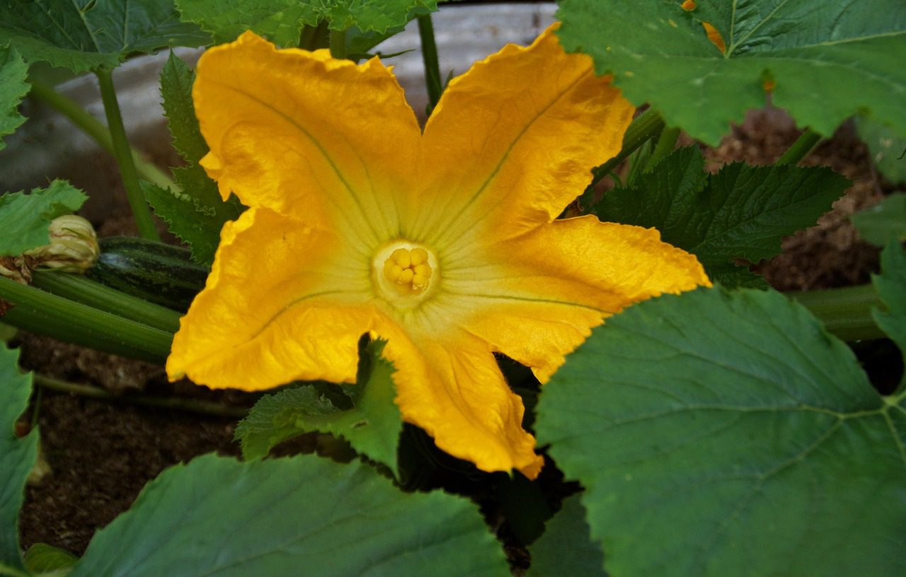 Експерти розповіли, як зберігати врожай свіжих кабачків у квартирі, аби вони довго не псувались