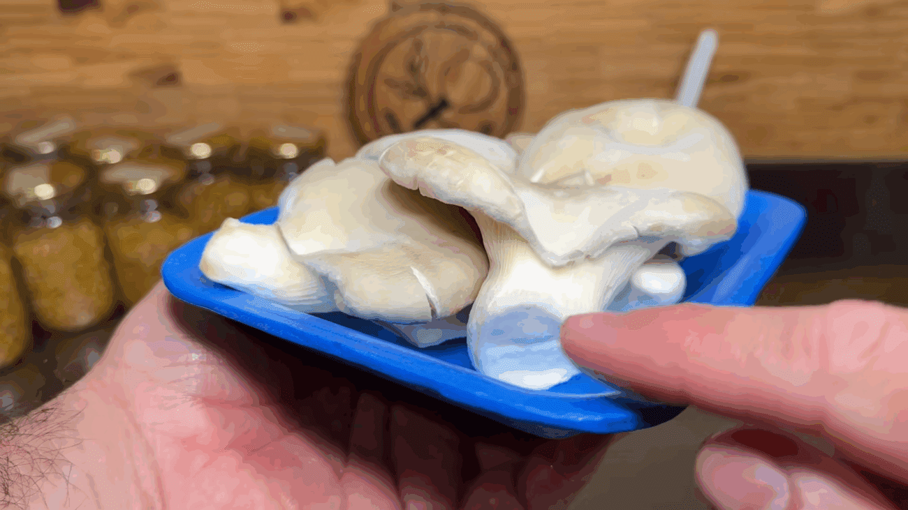 Експерти розповіли, як швидко та просто виростити гриби вдома