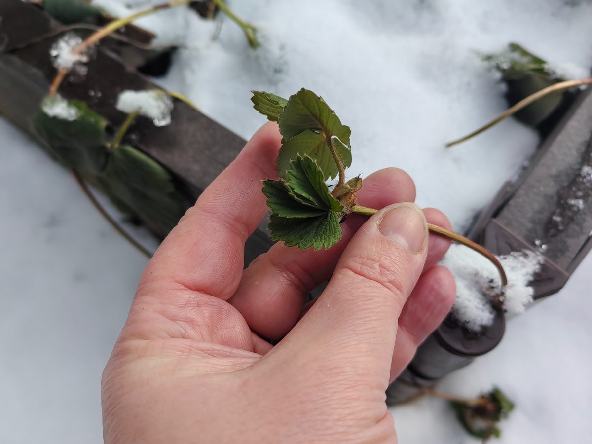 Експерти розповіли, який лайфхак допоможе не носити рукавички навіть взимку і не мерзнути
