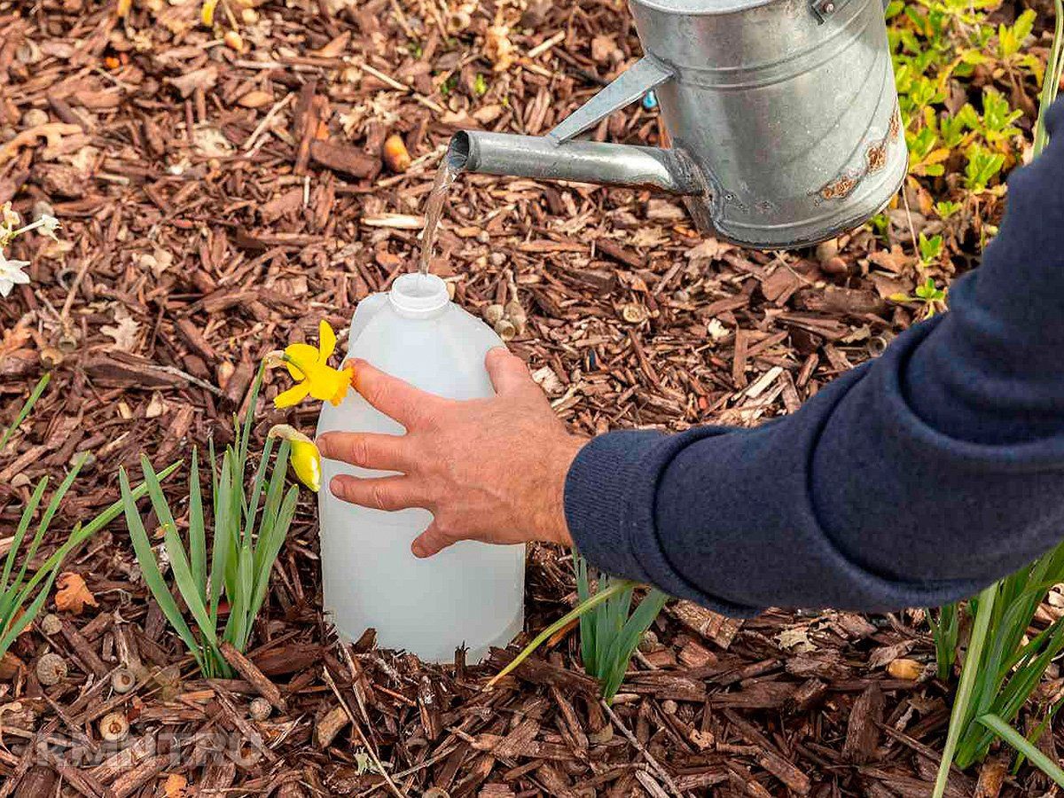 Експерти розповіли, як правильно використовувати залізний купорос на ділянці – концентрації