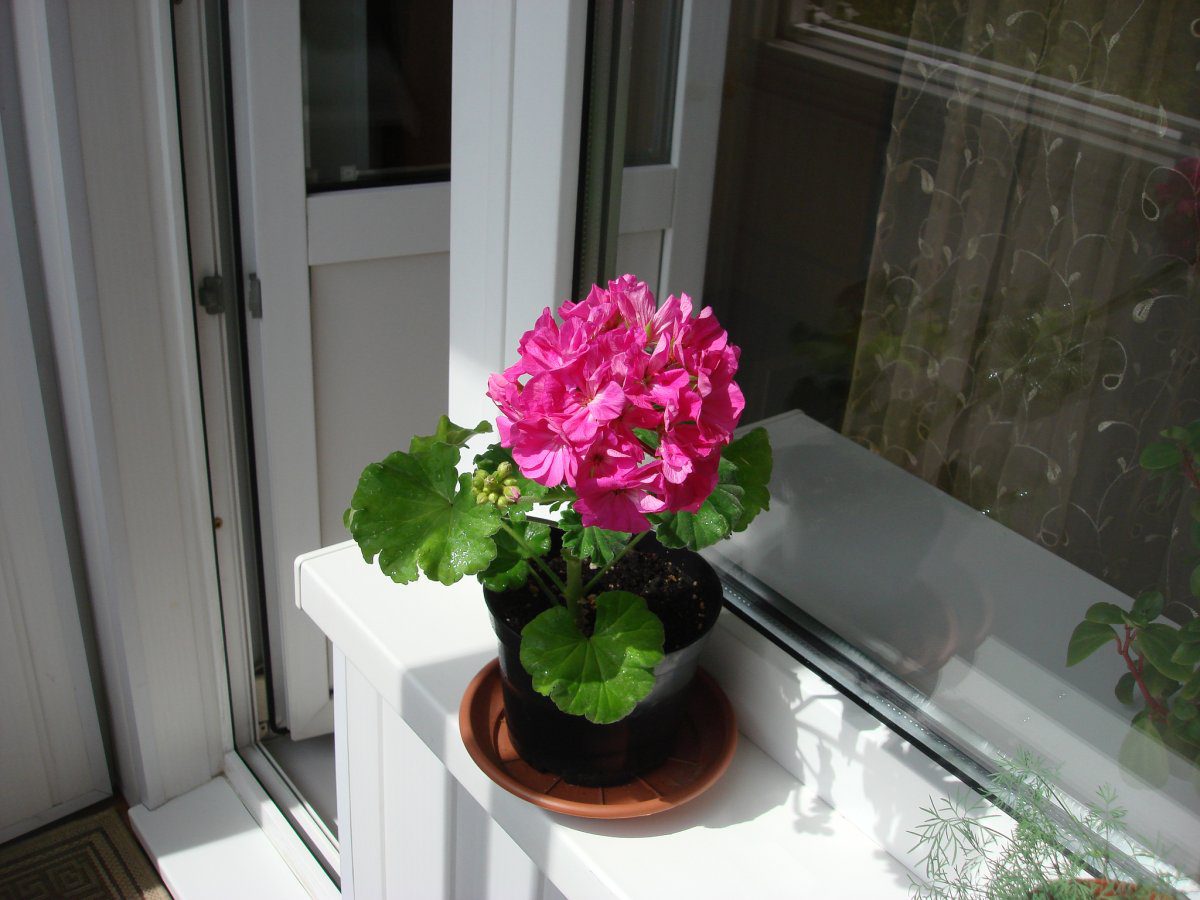 Експерти розповіли, як доглядати за геранню восени для кращого та довшого цвітіння – поради