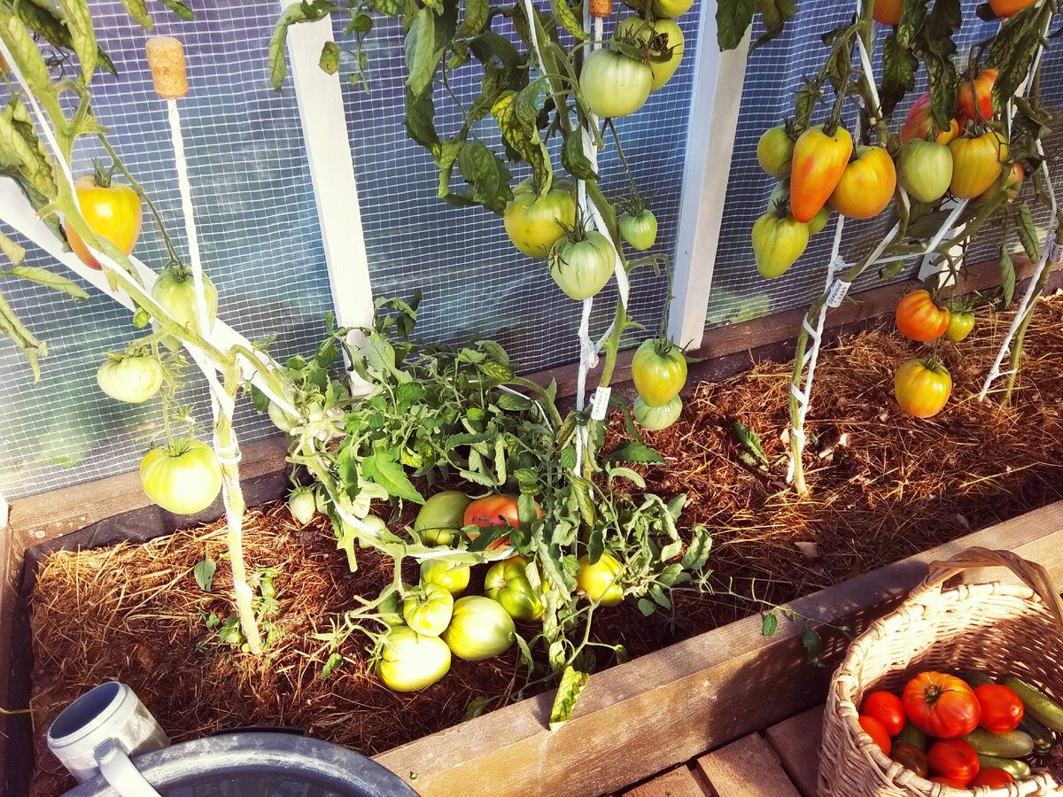 Городники розповіли, що зробити, аби томати плодоносили у жовтні