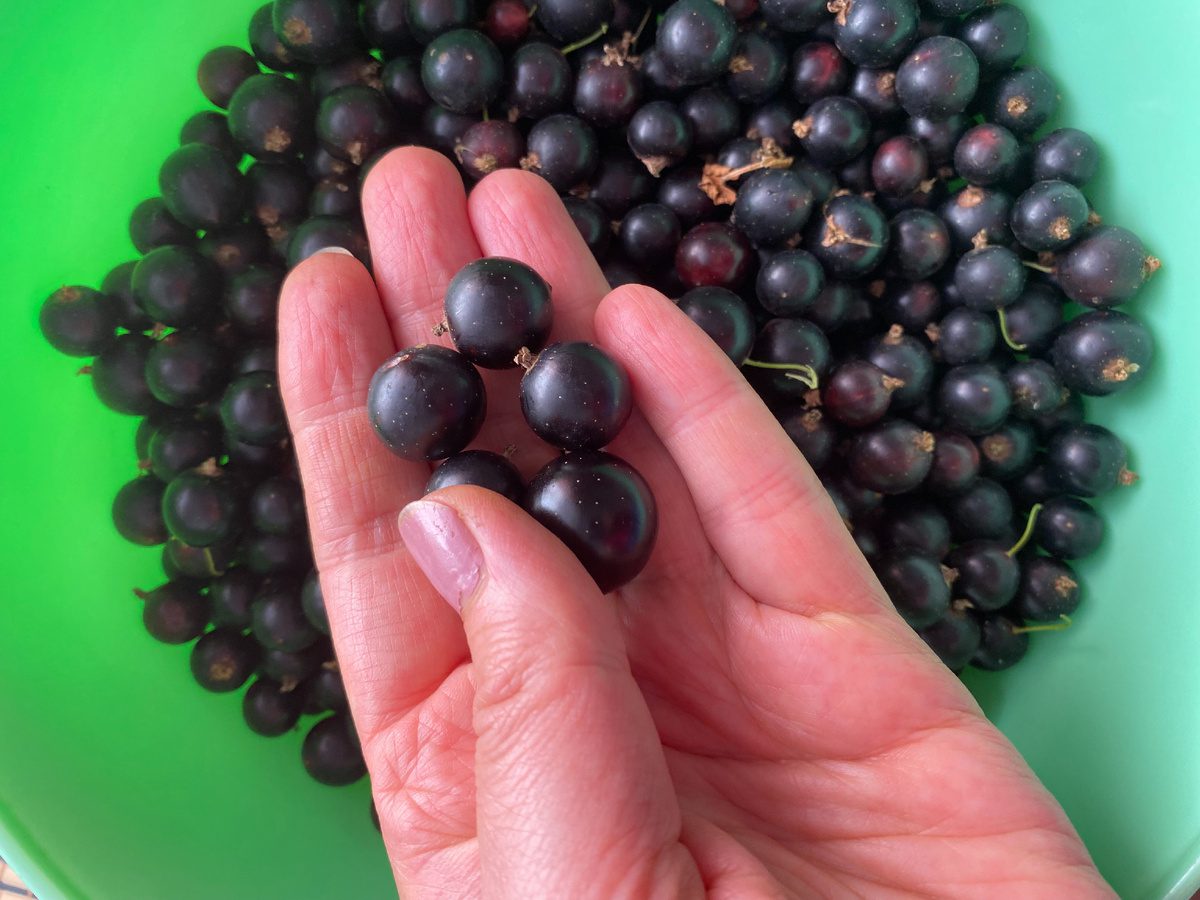 Експерти розповіли, як доглядати за смородиною в жовтні