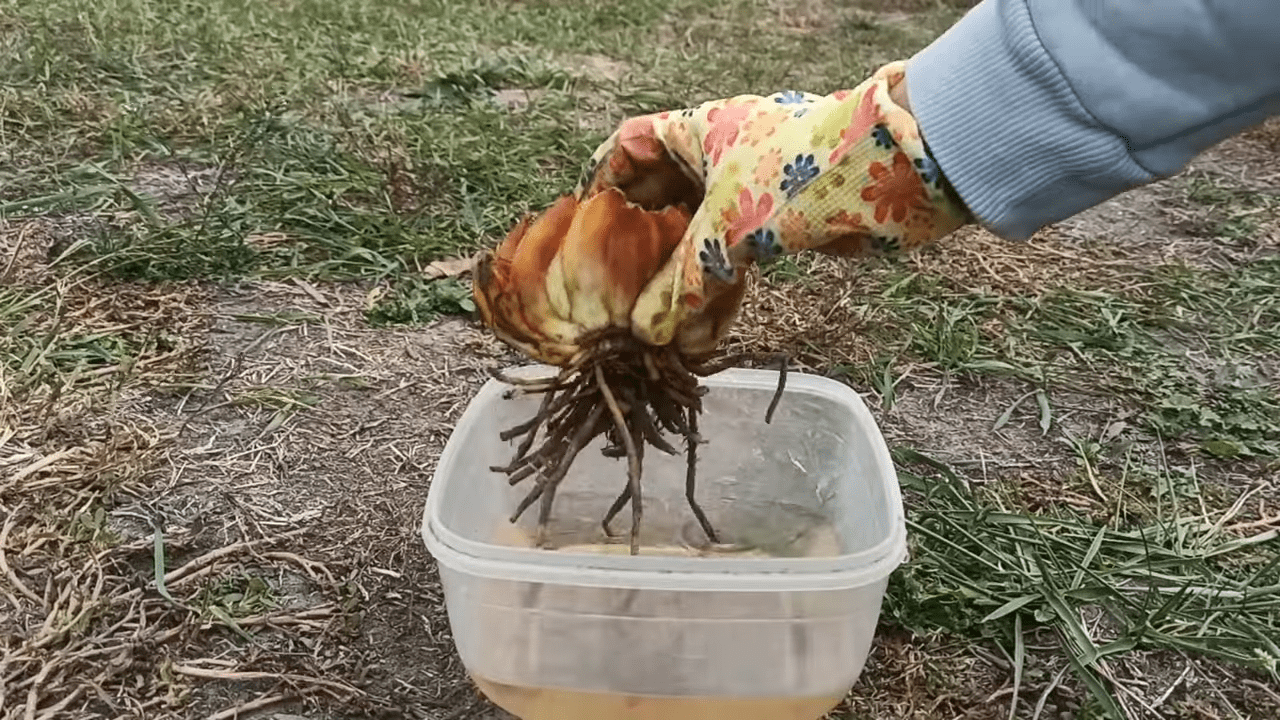 Квітникарі розповіли, що робити з ліліями у жовтні