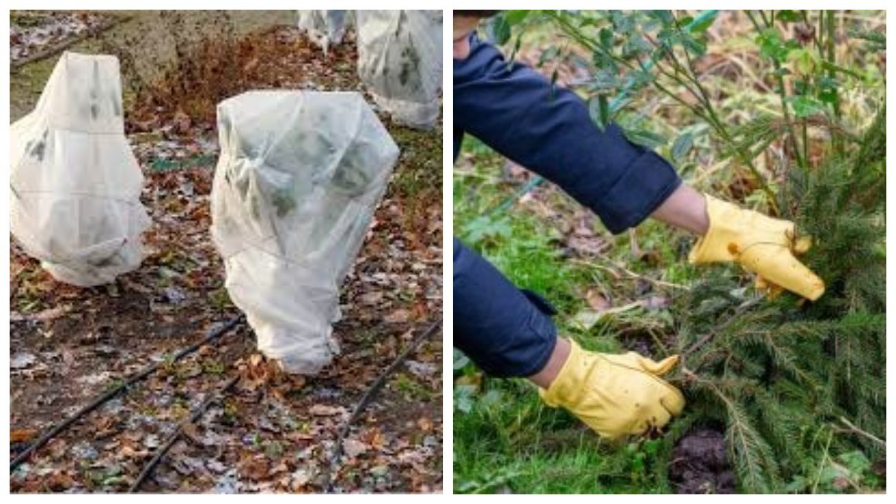 Квітникарі розповіли, як правильно укривати троянди на зиму