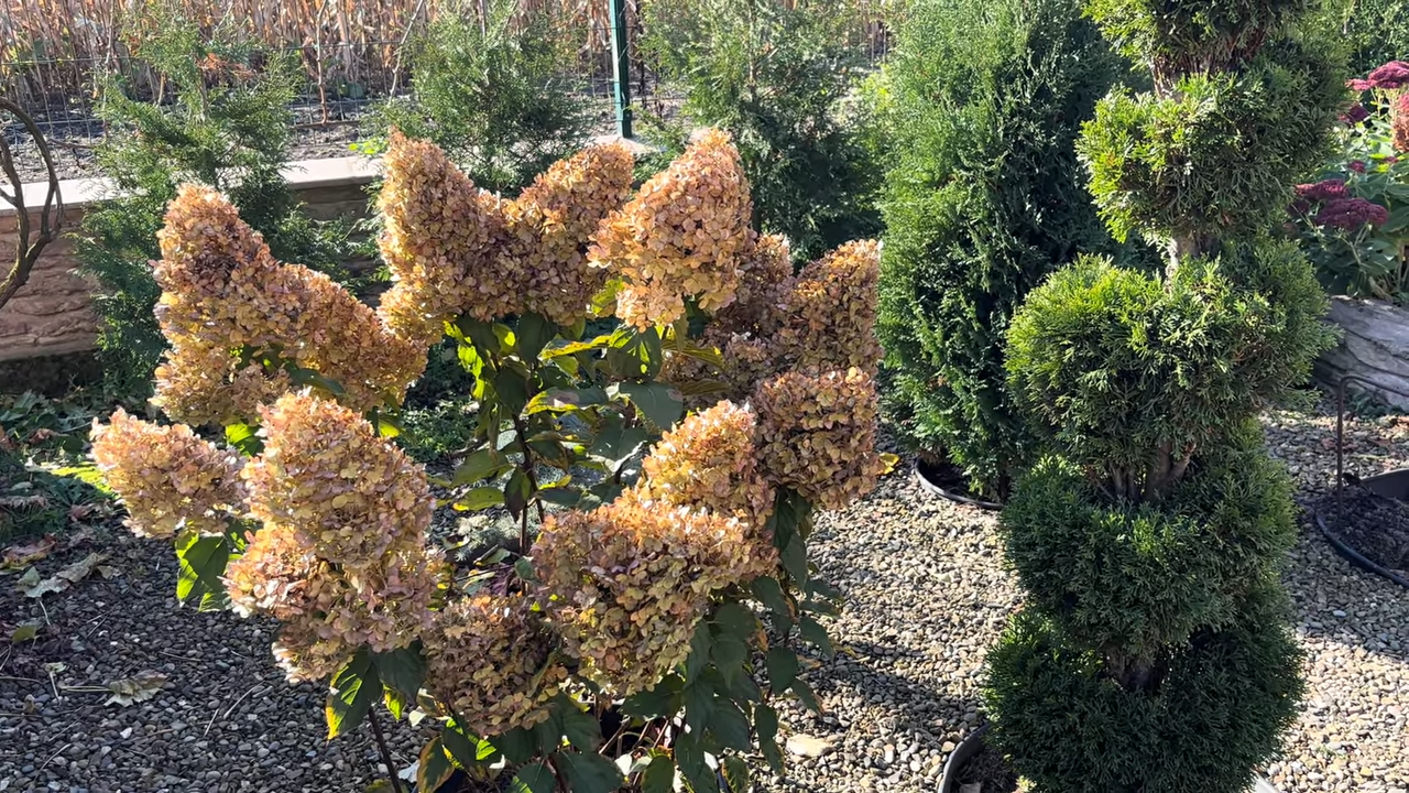 Садівники розповіли про помилки осінньої обрізки гортензії