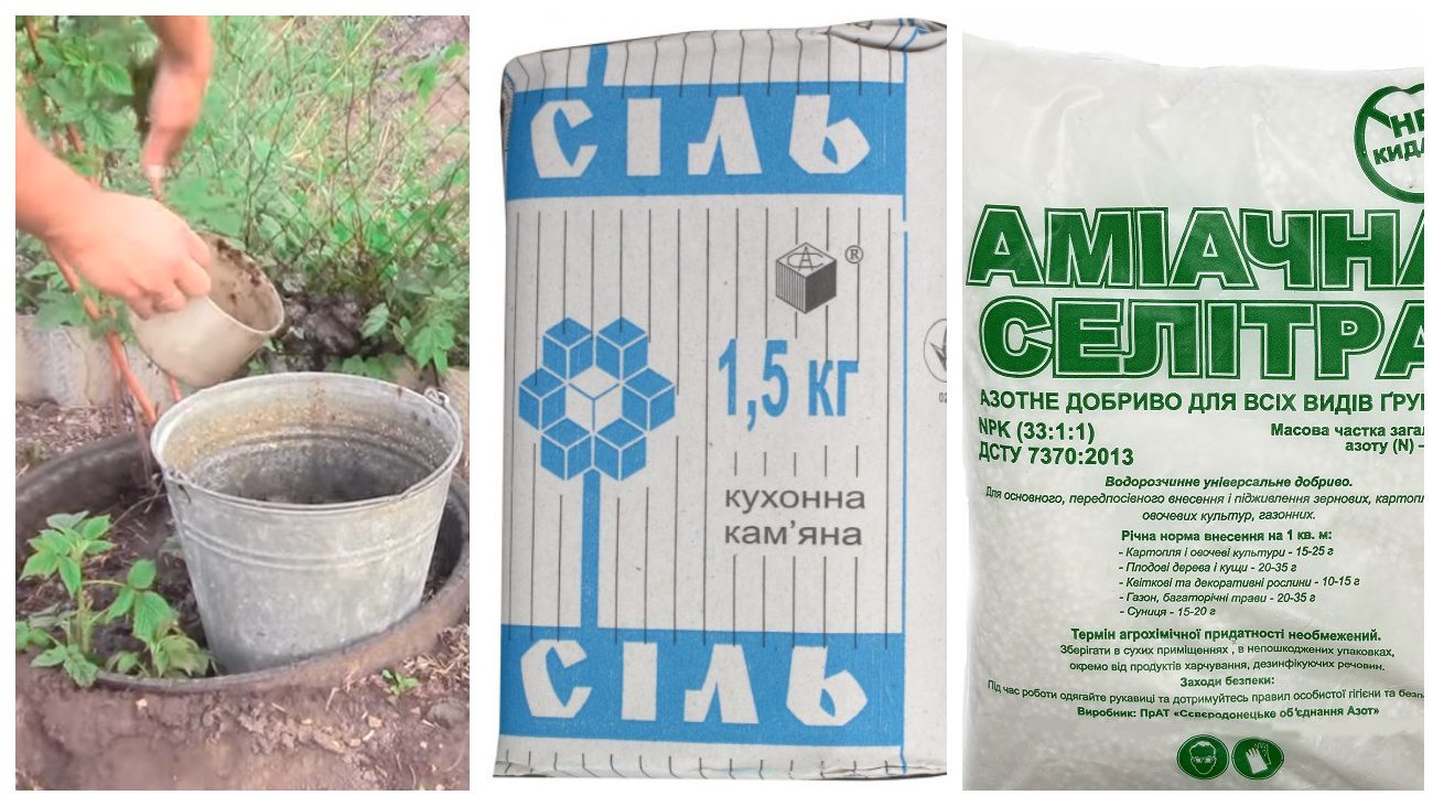 Садівники розповіли про способи видалення дикого хмелю