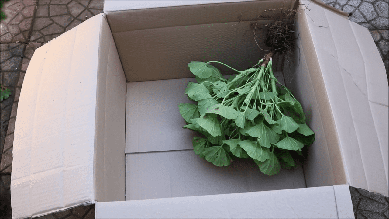 Квітникарі розповіли, як правильно зберігати пеларгонію взимку