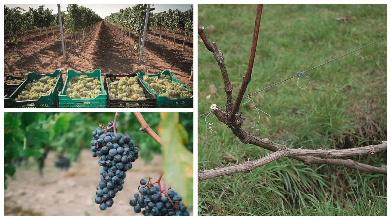 Виноградарі порадили, чим краще укривати лозу від морозу