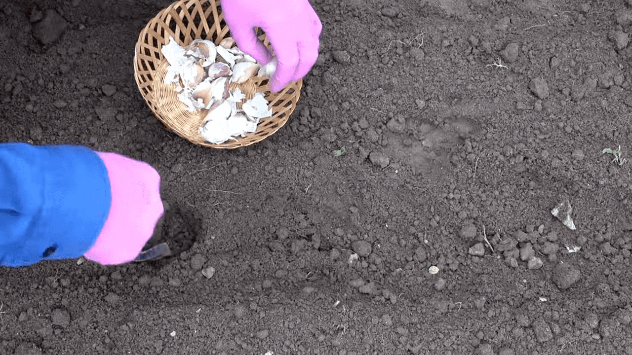 Експерти розповіли про роботи на дачі у листопаді згідно з Місячним календарем