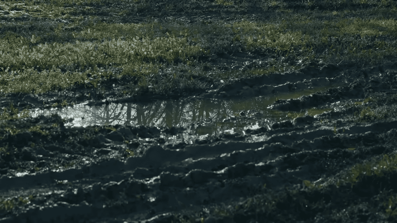 Городники розповіли, де не варто висаджувати озиму цибулю