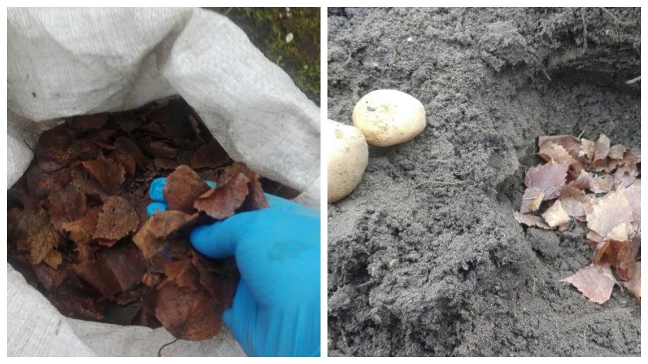 Городники розповіли, що зробити восени для покращення майбутнього урожаю