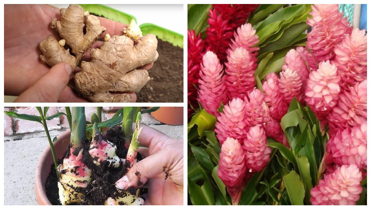 Експерти розповіли, як вирощувати імбир на підвіконні