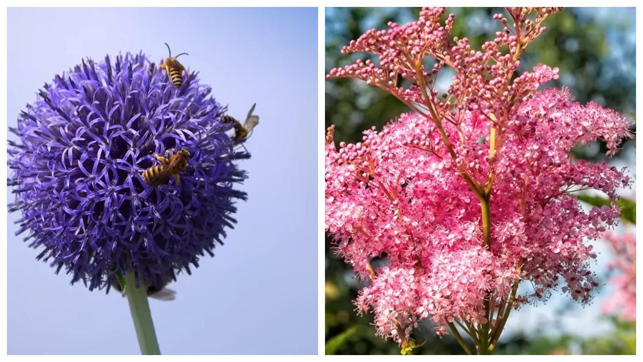 Квітникарі нагадали про багаторічні квіти з минулого