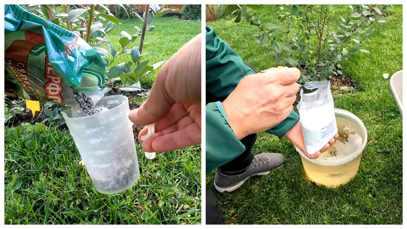 Садівники розповіли про осінній догляд за лохиною