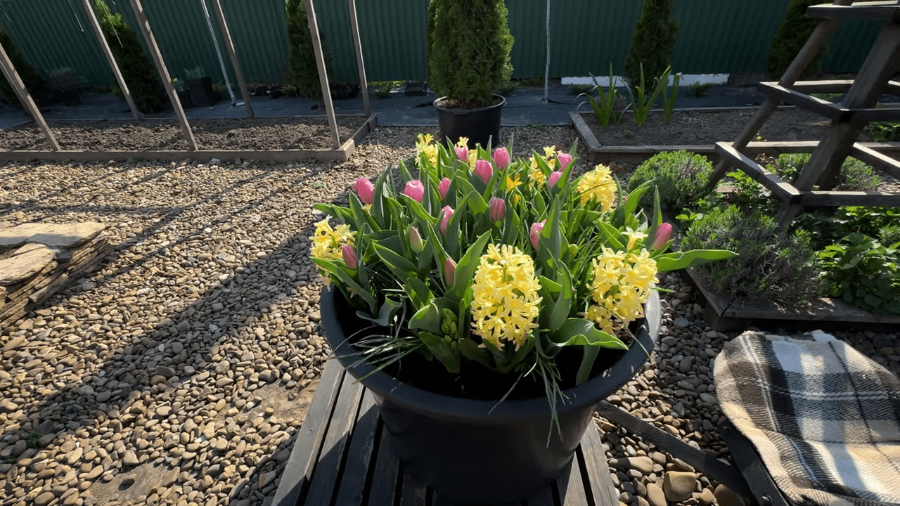 Квітникарі порадили топ-3 ідеї посадки квітів у саду та на балконі