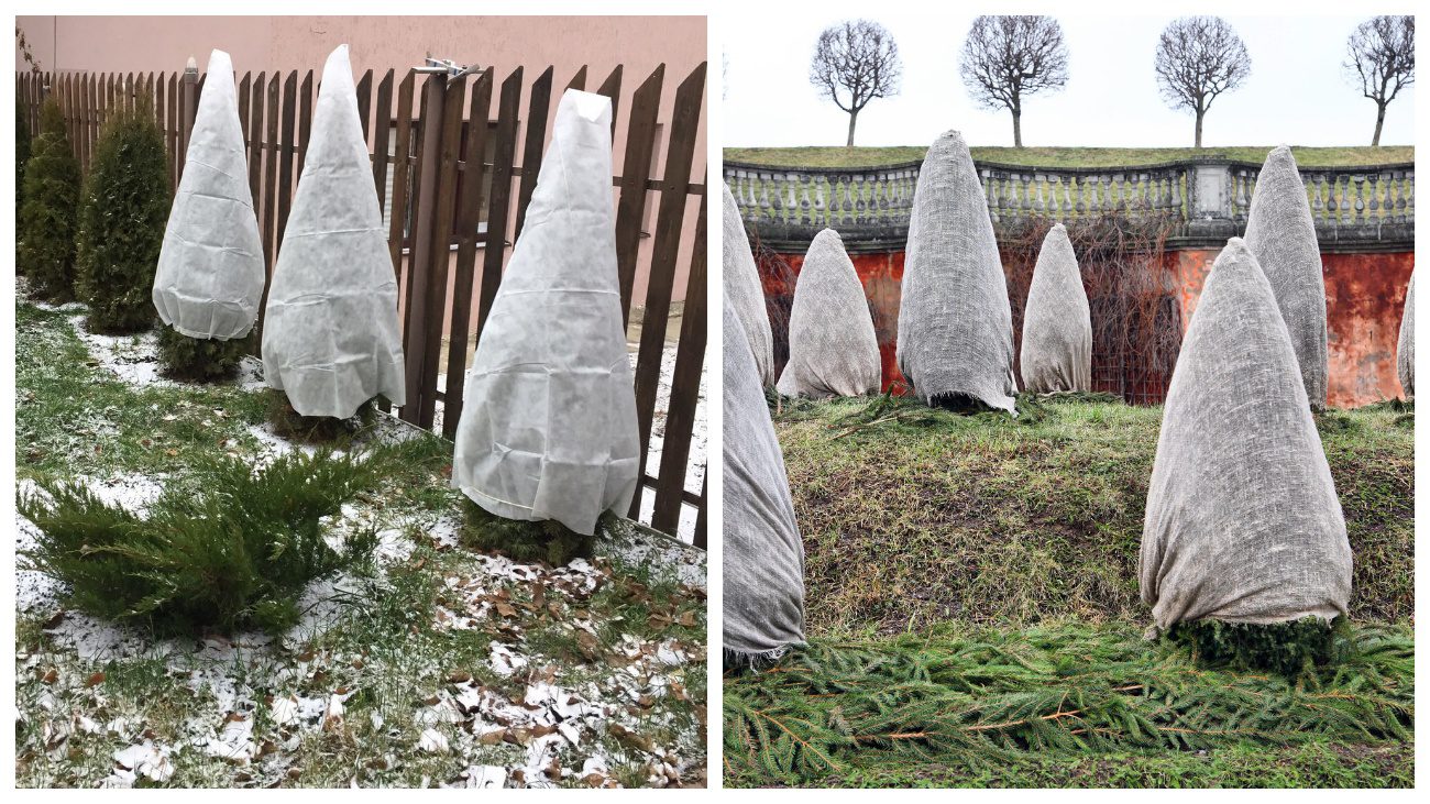 Садівники розповіли, як правильно підготувати туї до зими