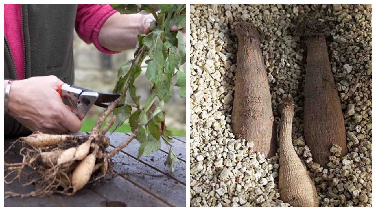 Квітникарі розповіли про зимове зберігання цибулин жоржини