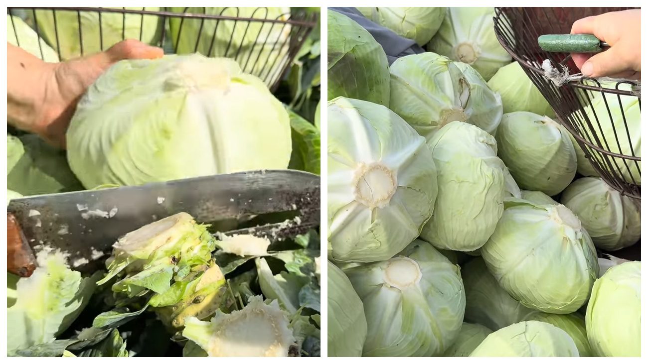 Городники розповіли, коли вчасно зібрати капусту