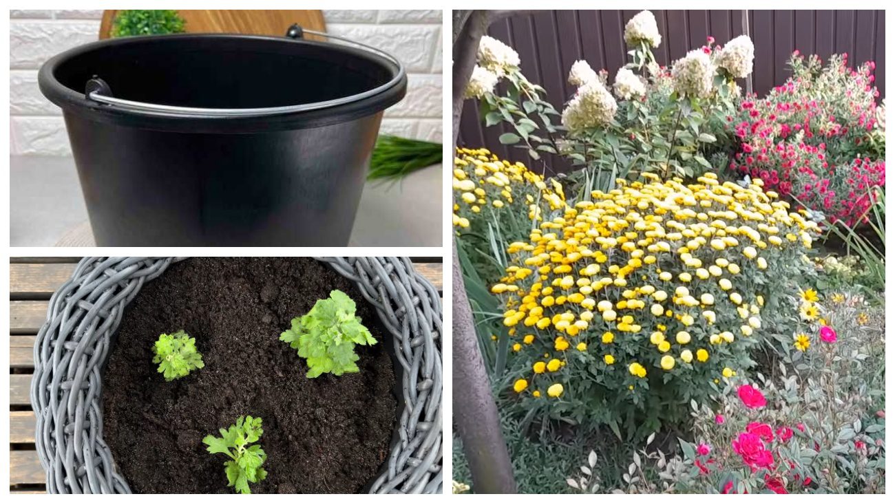 Квітникарі розкрили секрет, як змусити хризантему зацвісти раніше