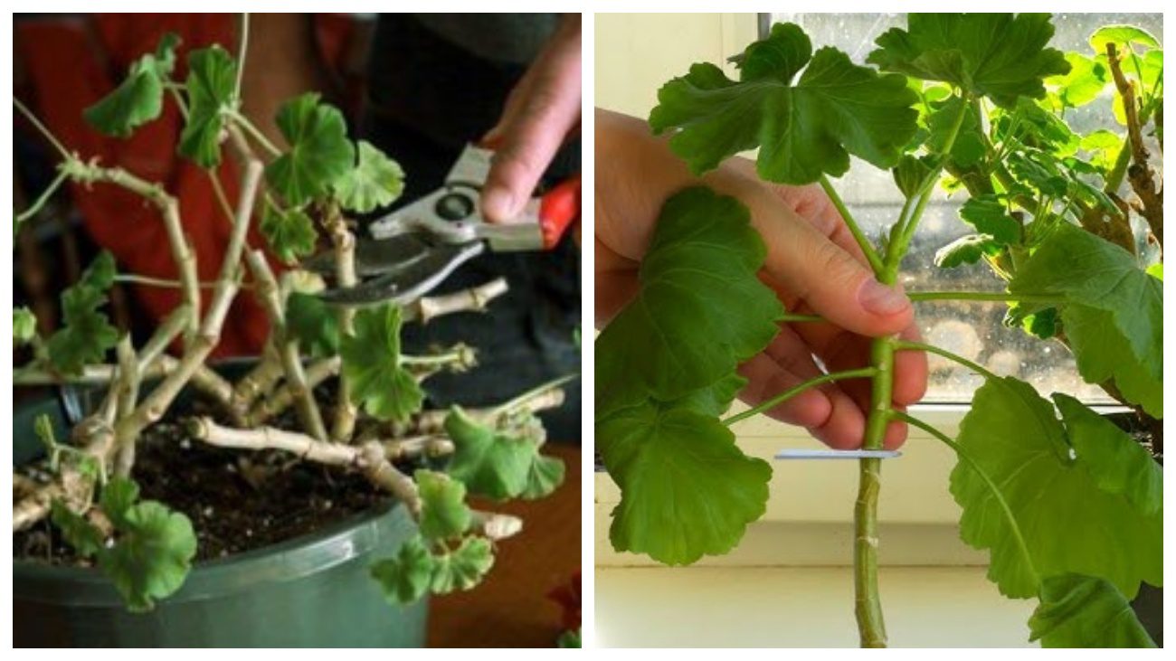 Квітникарі дали поради, як правильно обрізати герань