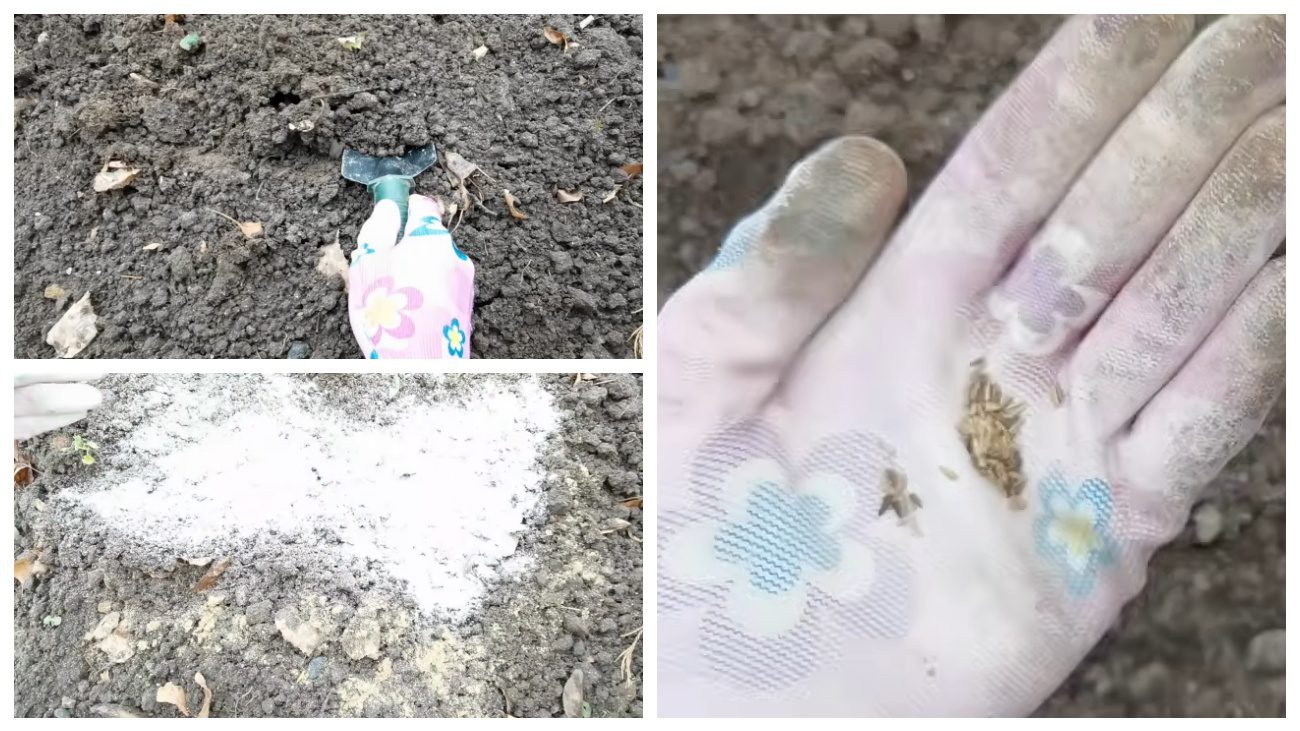 Квітникарі розповіли про підзимовий посів айстри