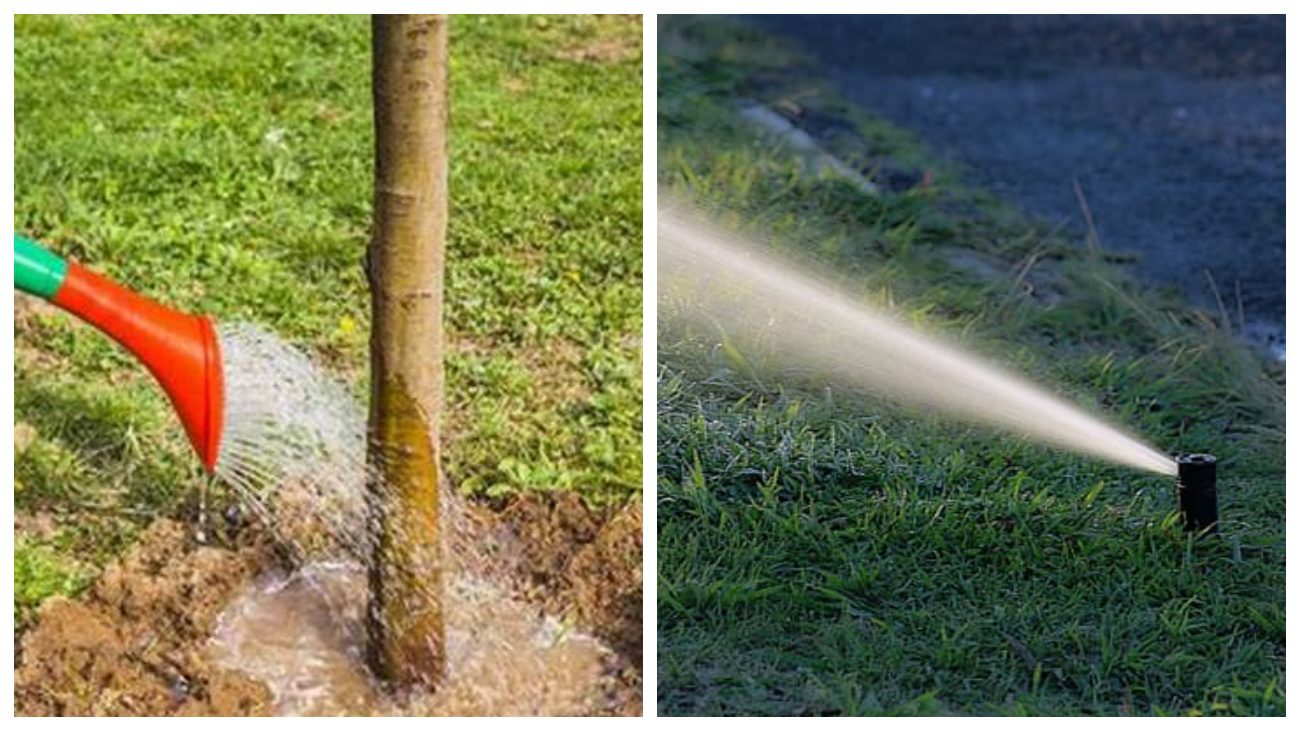 Експерти розповіли, чому восени так важливо обробляти плодові дерева