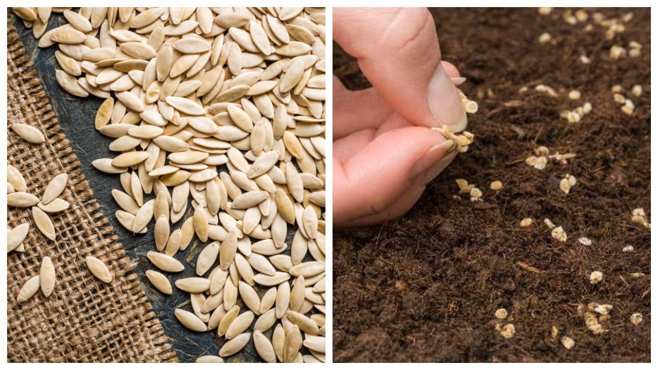 Городники розповіли про посів огірків та томатів під зиму