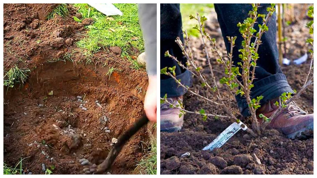 Садівники вказали на поширені помилки при вирощуванні смородини та аґрусу